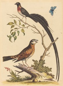 Deux oiseaux, un avec de très longues plumes de queue, et un papillon bleu - George Edwards