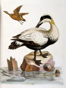 Illustration à l