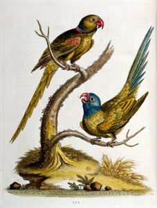 Illustration à l
