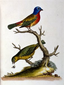 Illustration à l