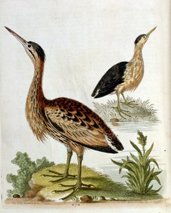 Illustration à l