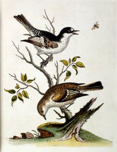Illustration à l