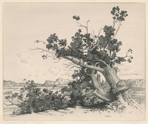 Cèdres du désert, Nouveau-Mexique - George Elbert Burr
