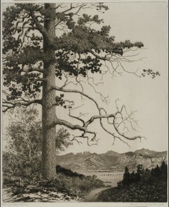 Old Pine, Estes Park - George Elbert Burr