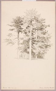Pins, jardin public - George Elbert Burr