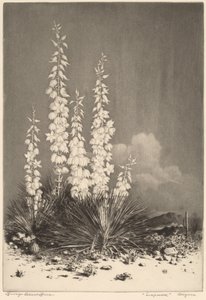 Soapweed, Arizona - George Elbert Burr