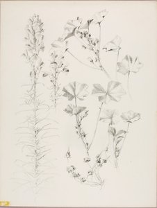 Sans titre (étude botanique) - George Elbert Burr
