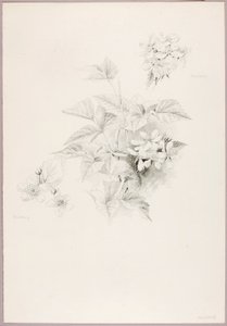Sans titre (fraises et mûres) - George Elbert Burr