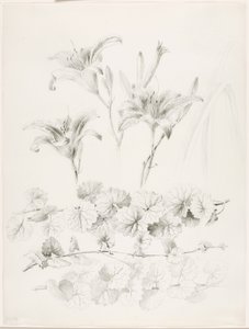 Sans titre (lys et lierre terrestre) (Glecoma Hederacea) - George Elbert Burr