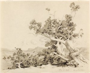 Sans titre (étude pour les vieux cèdres, Nouveau Mexique)