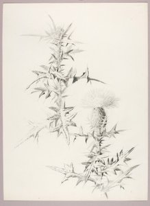 Sans titre (Chardon) - George Elbert Burr