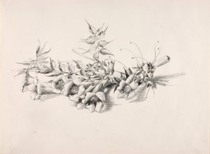 Sans titre (Campsis Radicans) - George Elbert Burr