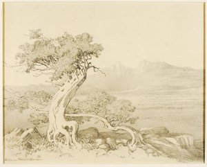 Sans titre (dessin de transfert pour Old Cedars et Spanish Peaks)