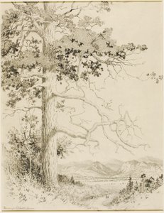 Sans titre (dessin de transfert pour Old Pine, Estes Park) - George Elbert Burr