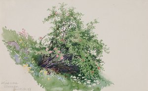Rose sauvage, Wassen