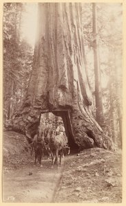 Wawona. montrant le stade de l