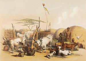 Un kraal zoulou sur la rivière Umgaki au Natal - George French Angas