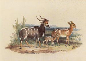 Le Nyala - George French Angas