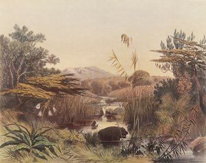 La rivière Umnonoti au crépuscule - George French Angas