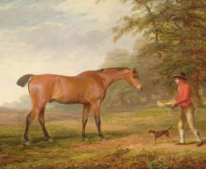 Un cheval bai approché par un garçon d