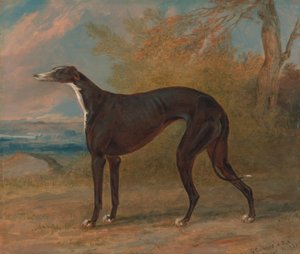 Un des lévriers gagnants de George Lane Fox : la chienne lévrier noir et blanc, Juno, également appelée Elizabeth - George Garrard
