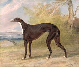 Un des lévriers gagnants de George Lane Fox : la chienne lévrier noir et blanc, Juno, également connue sous le nom d