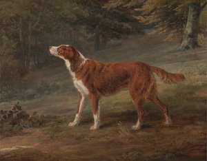 Ranger, un setter, propriété d