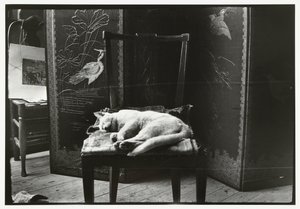 Chat sur une chaise dans l