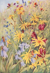 Arnica, la Gentiane brune (G purpurea), Campanule barbue, et le petit Hieracium aurantiacum ardent - George Jackson Flemwell