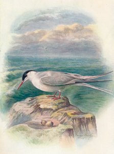 Sterne arctique - Sterna macrura - George James Rankin