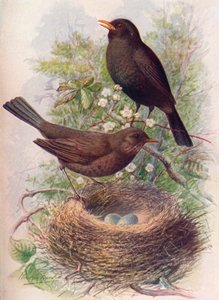 Merle noir - Turdus merula, c1910 - George James Rankin