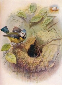 Mésange bleue - Parus caeruleus, vers 1910 - George James Rankin