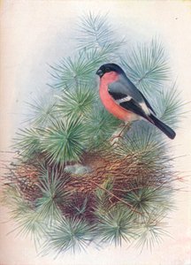 Bouvreuil - Pyrrhua europaea, vers 1910 - George James Rankin