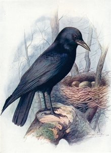 Corneille noire - Corvus corone, c1910, 1910