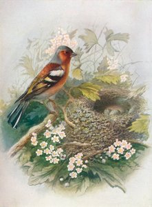 Pinson des arbres - Fringilla coelebs