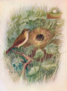 Pouillot véloce - Phylloscopus rufus, vers 1910 - George James Rankin