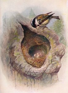 Mésange charbonnière - Parus ater, vers 1910