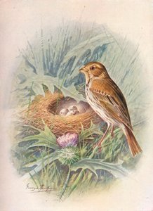 Bruant proyer - Emberiza miliaria, vers 1910