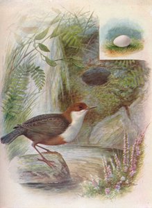 Cincle plongeur - Cinclus aquaticus, vers 1910 - George James Rankin