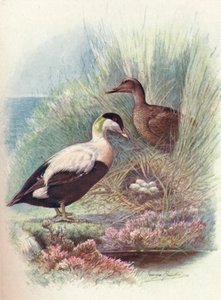 Eider - Somateria mollissima