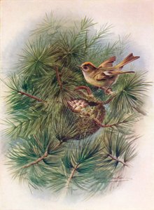 Roitelet huppé - Regulus cristatus, vers 1910 - George James Rankin