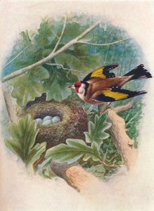 Chardonneret élégant - Carduelis elegans, vers 1910