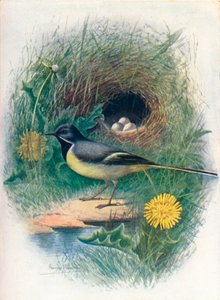 Bergeronnette grise - Motacilla melanope - George James Rankin