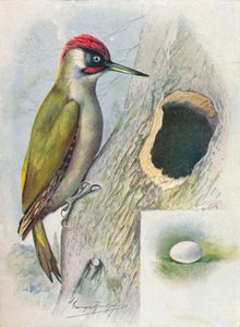 Pic vert - Gecinus viridis, vers 1910 - George James Rankin