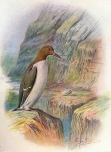 Guillemot - Uria troile, c1910 - George James Rankin