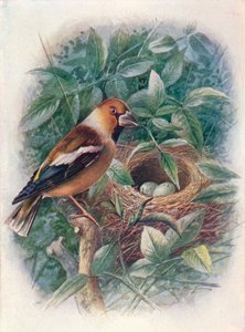 Gros-bec - Coccothraustes vulgaris, vers 1910