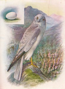 Busard Saint-Martin - Circus cyaneus, vers 1910