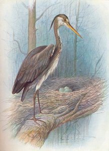 Héron - Ardea cinerea, vers 1910, 1910