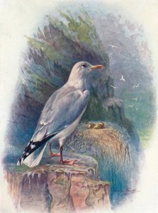 Goéland argenté - Larus argentatus, vers 1910 - George James Rankin