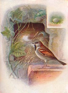 Moineau domestique -- Passer domesticus, vers 1910 - George James Rankin
